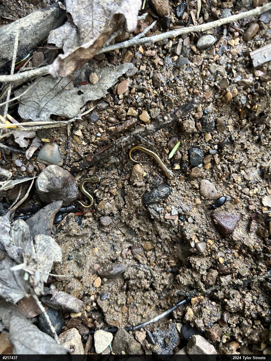Allegheny Mountain Dusky Salamander