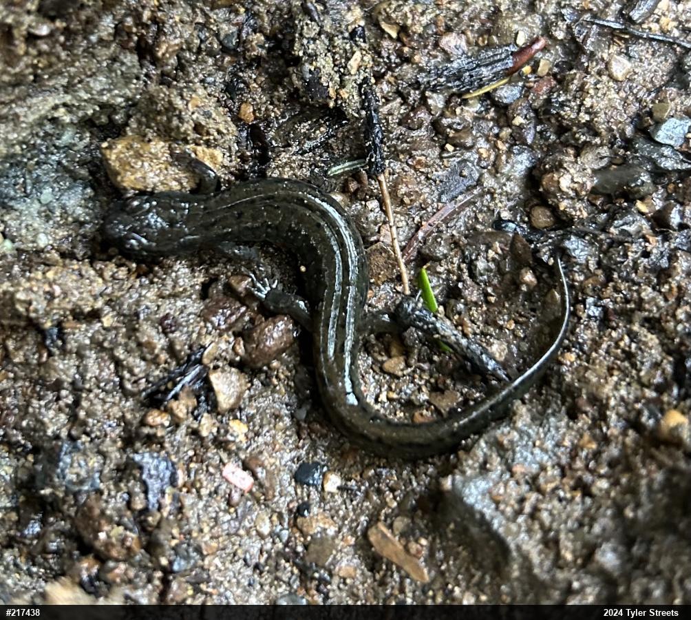Northern Dusky Salamander