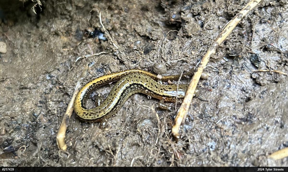 Northern Two-lined Salamander