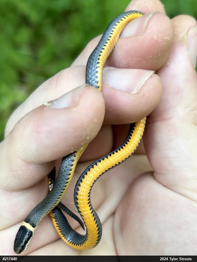 Northern Ring-necked Snake