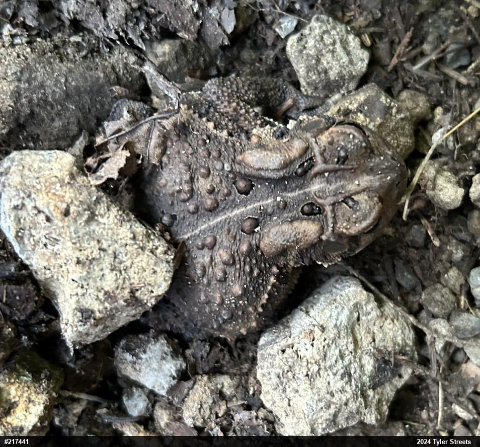 Eastern American Toad