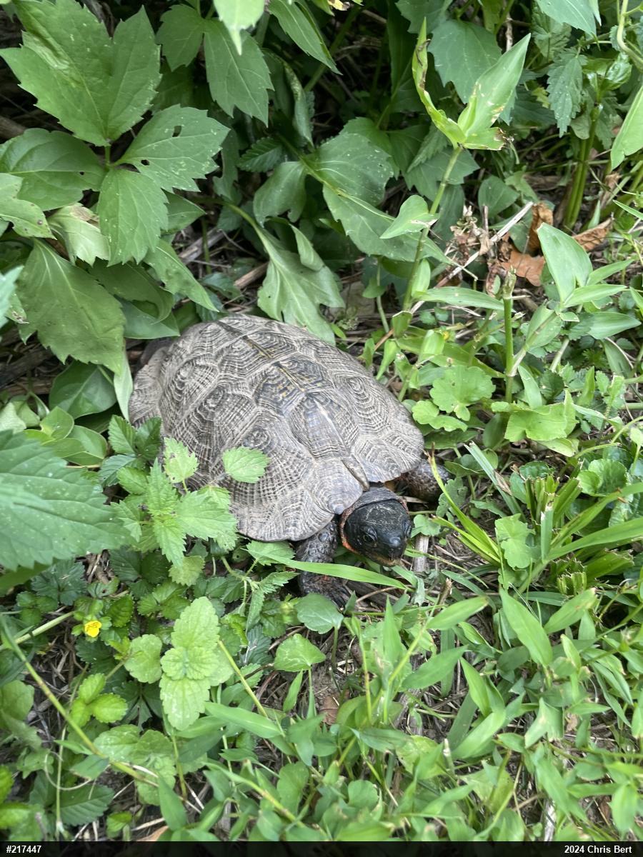 Wood Turtle