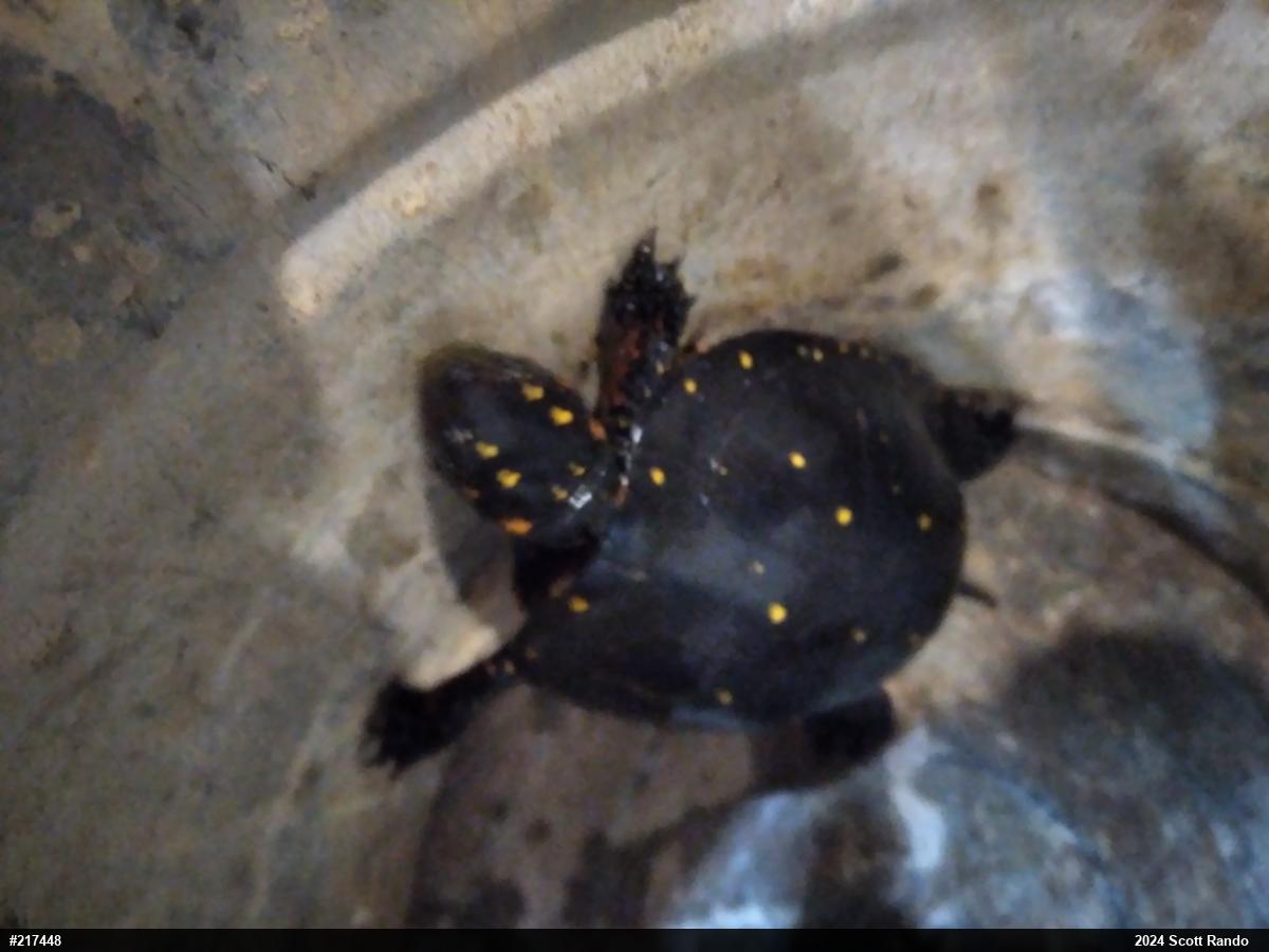 Spotted Turtle