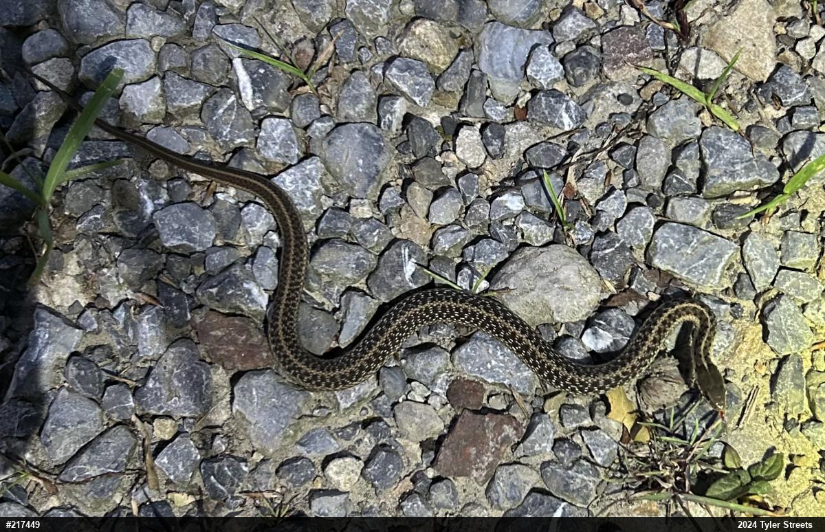 Eastern Gartersnake