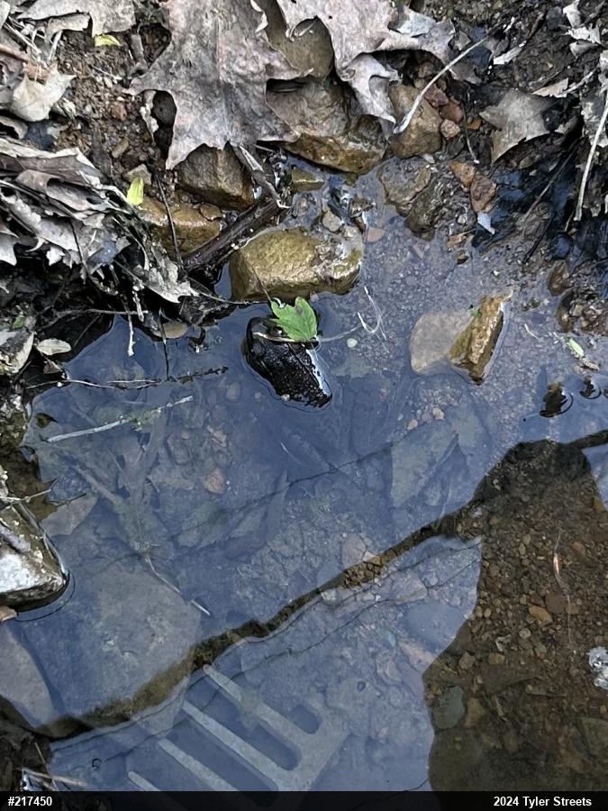 Green Frog