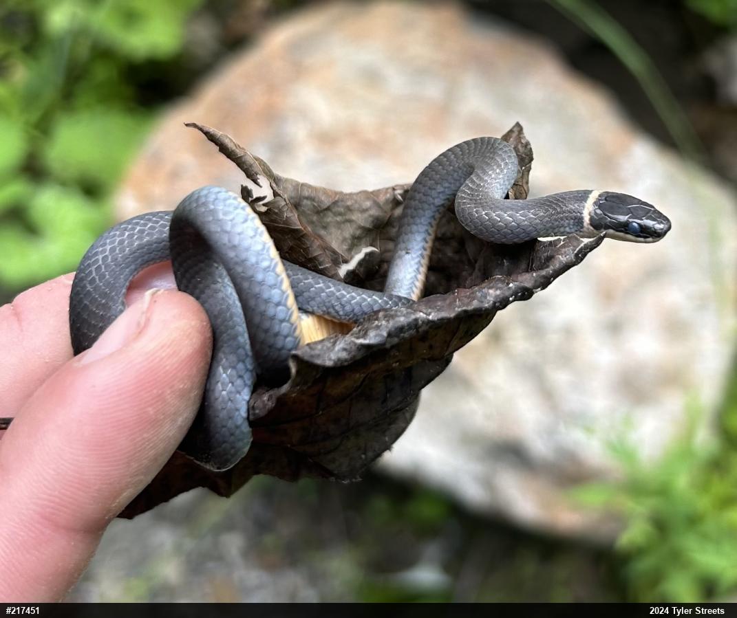 Northern Ring-necked Snake