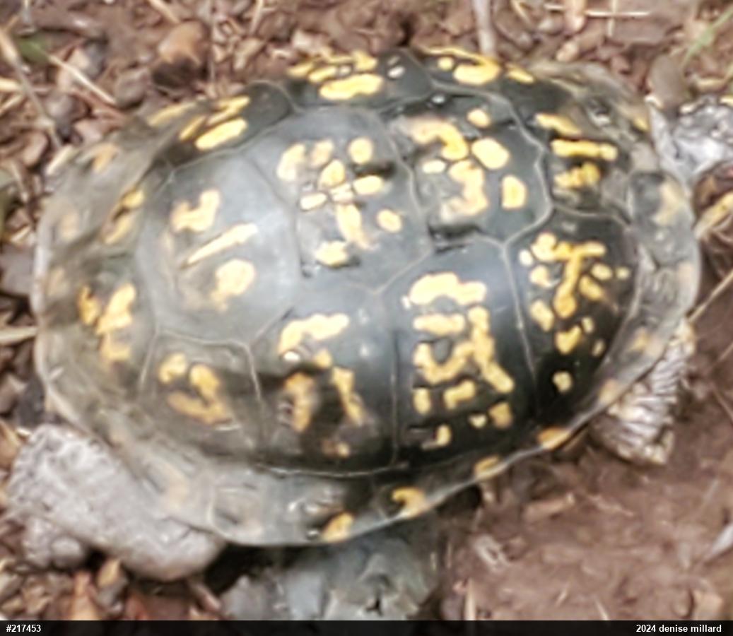 Eastern Box Turtle