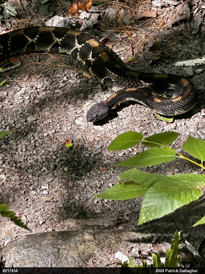 Timber Rattlesnake