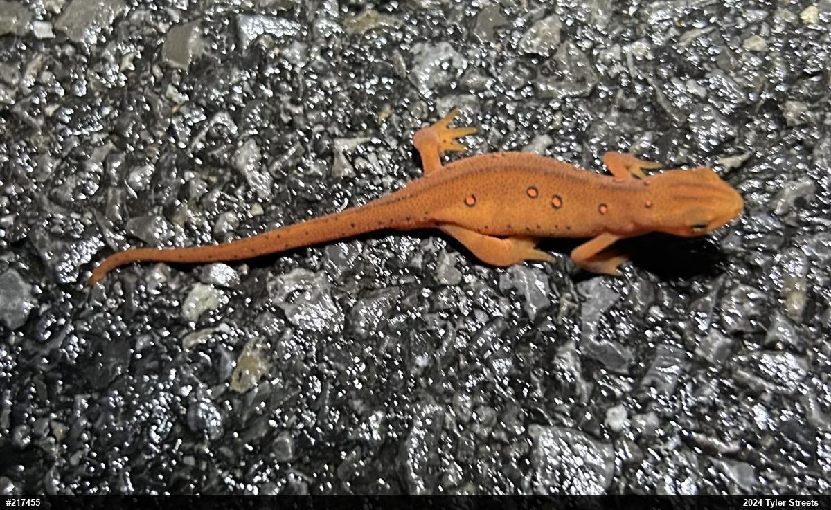 Red-spotted Newt