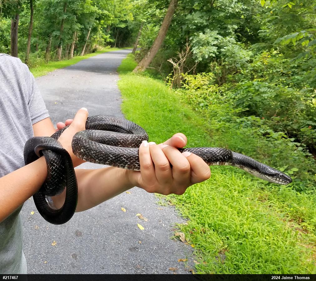 Eastern Ratsnake