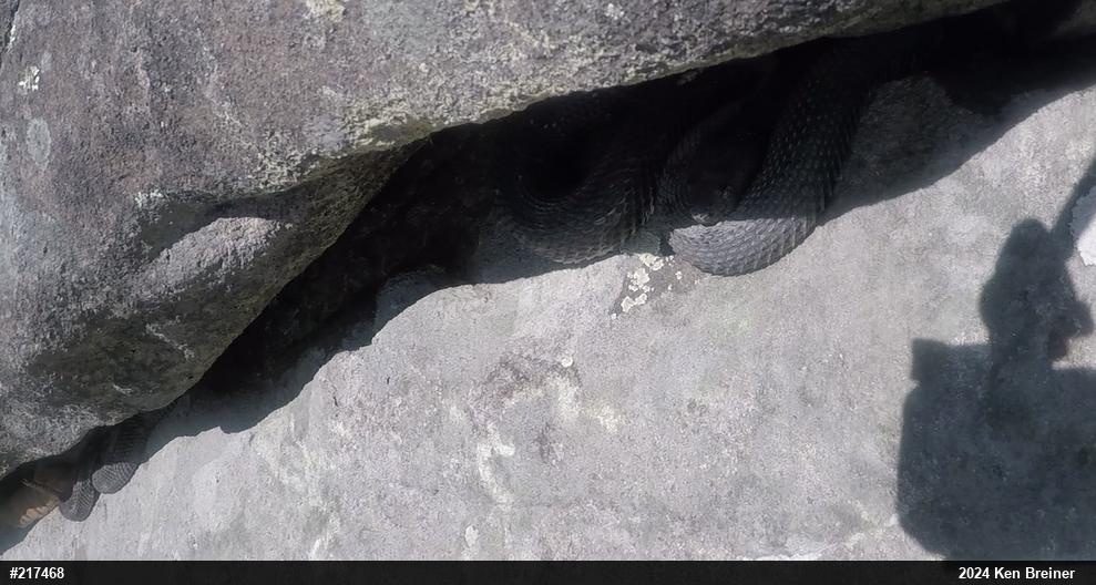 Timber Rattlesnake