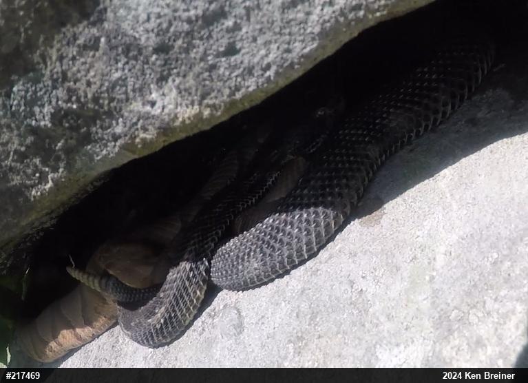 Northern Copperhead