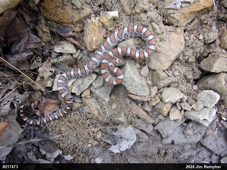 Eastern Milksnake