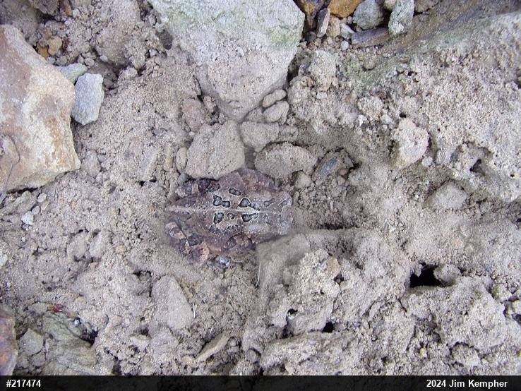 Eastern American Toad