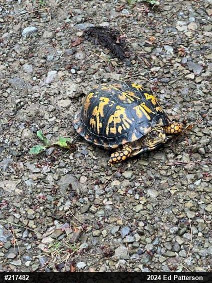 Eastern Box Turtle
