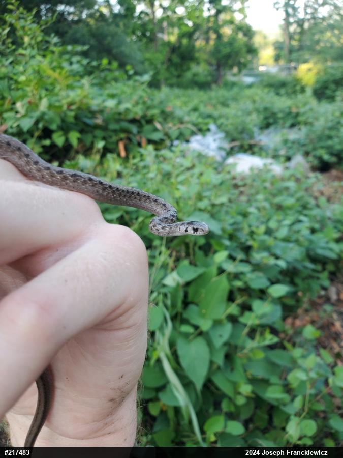 Dekay's Brownsnake