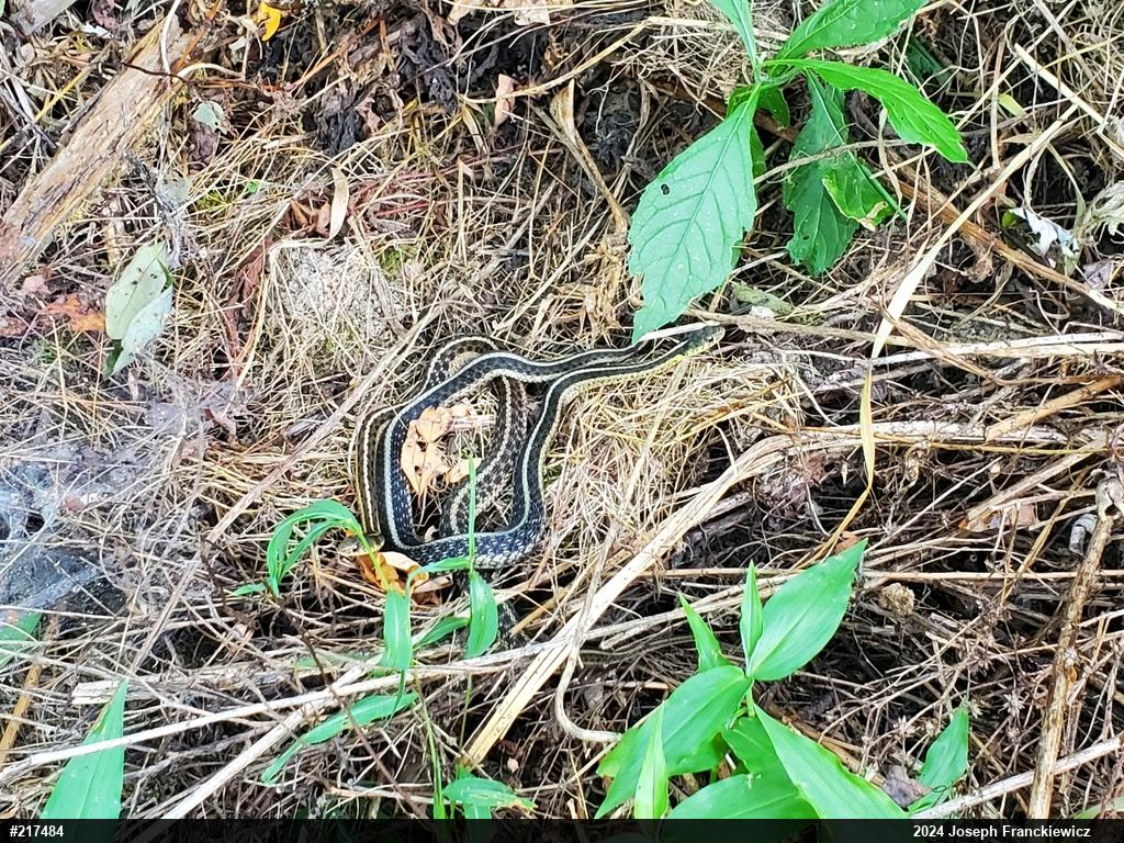 Eastern Gartersnake