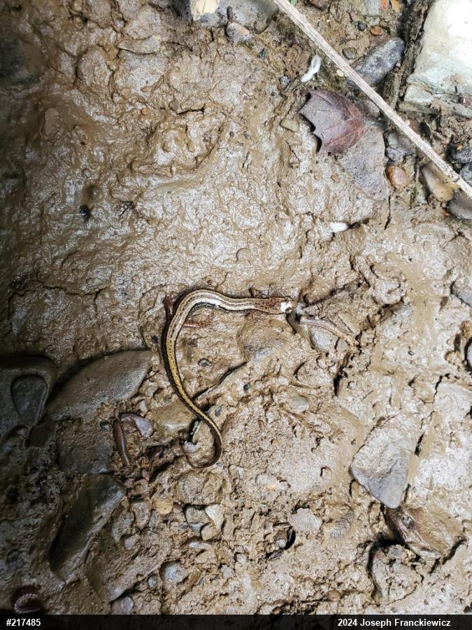 Northern Two-lined Salamander