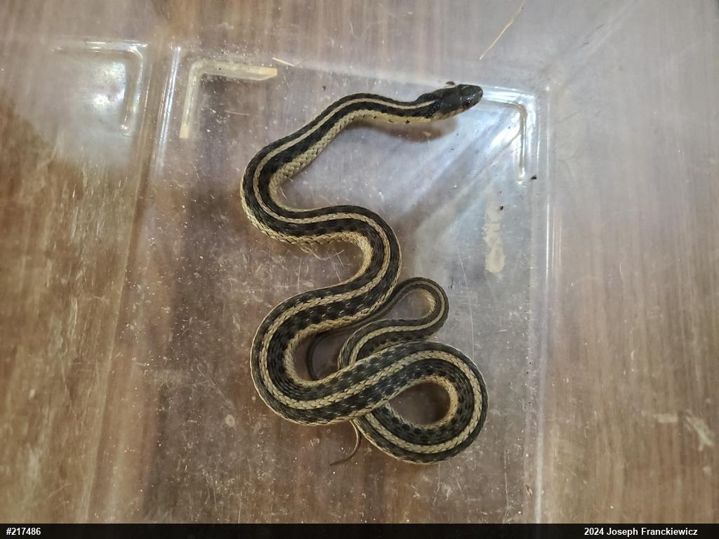 Eastern Gartersnake