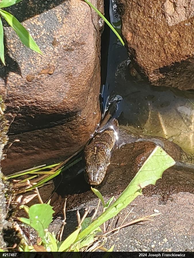 Northern Watersnake