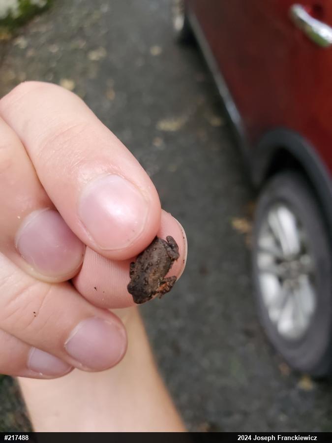 Eastern American Toad