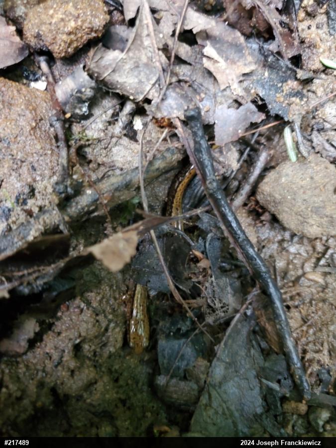 Northern Two-lined Salamander