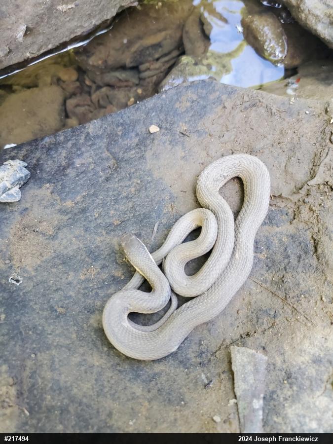 Queensnake