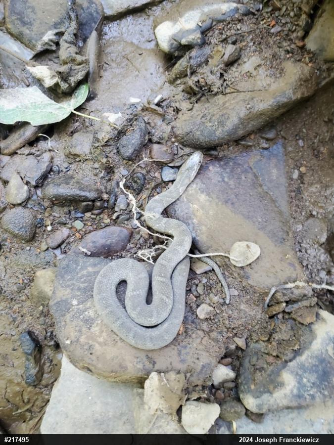 Northern Watersnake