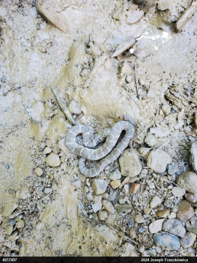 Northern Watersnake