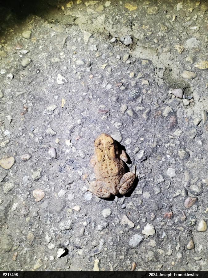 Eastern American Toad