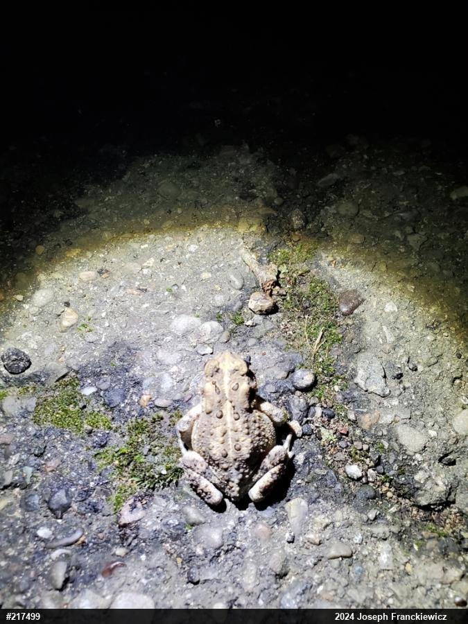 Eastern American Toad