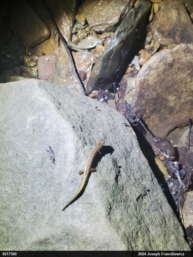 Northern Two-lined Salamander
