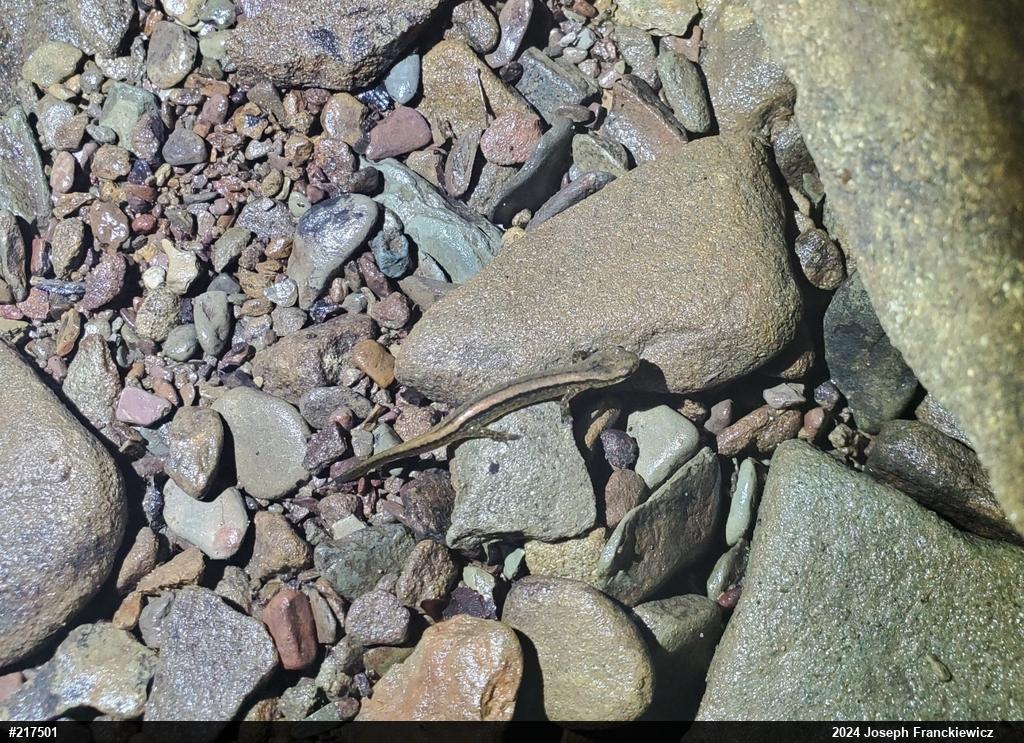 Northern Two-lined Salamander