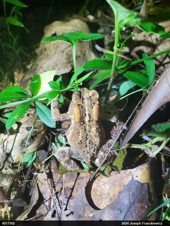 Eastern American Toad