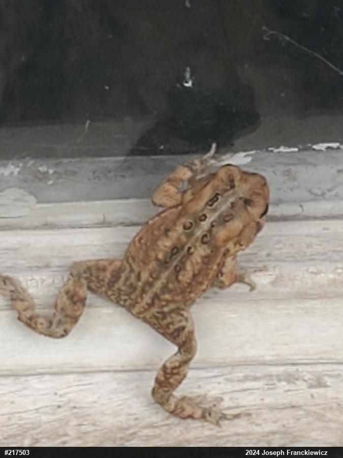 Eastern American Toad