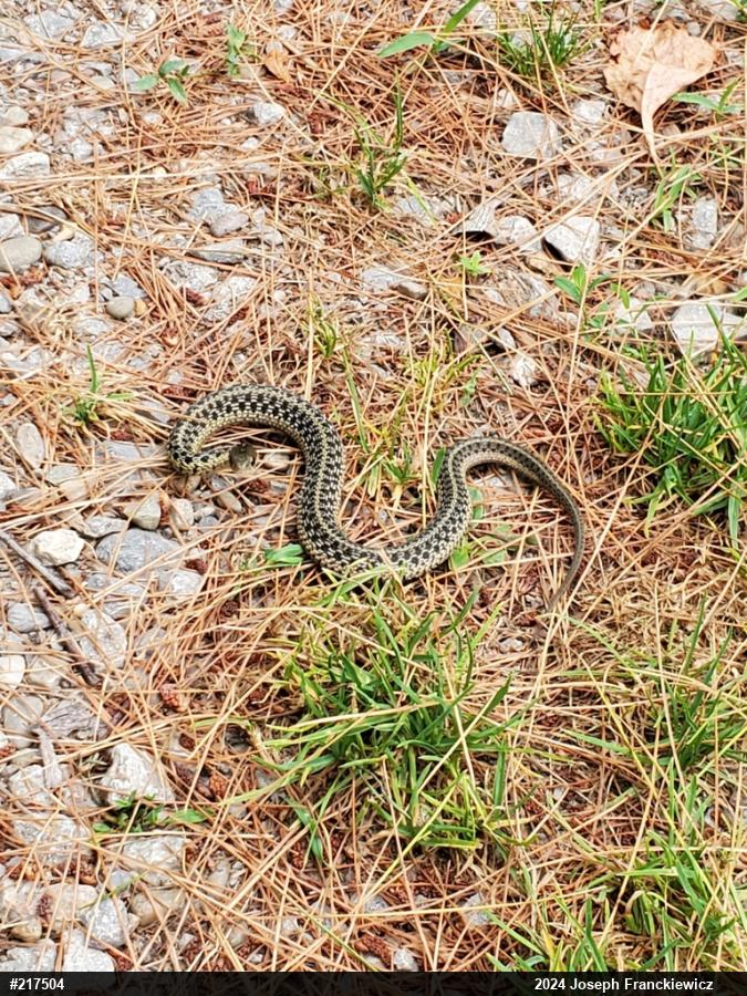 Eastern Gartersnake