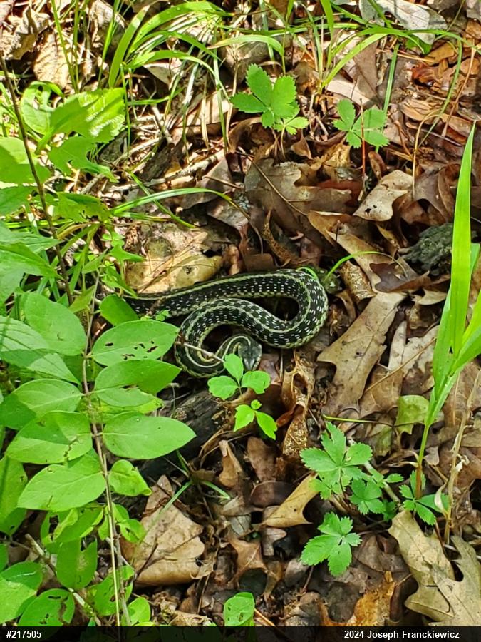 Eastern Gartersnake