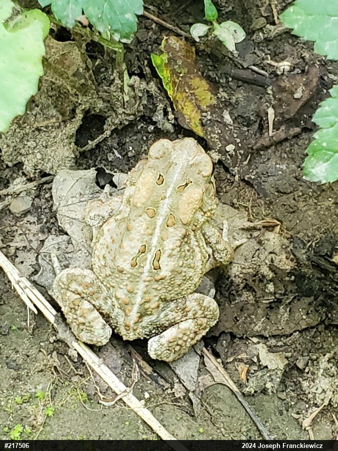Eastern American Toad