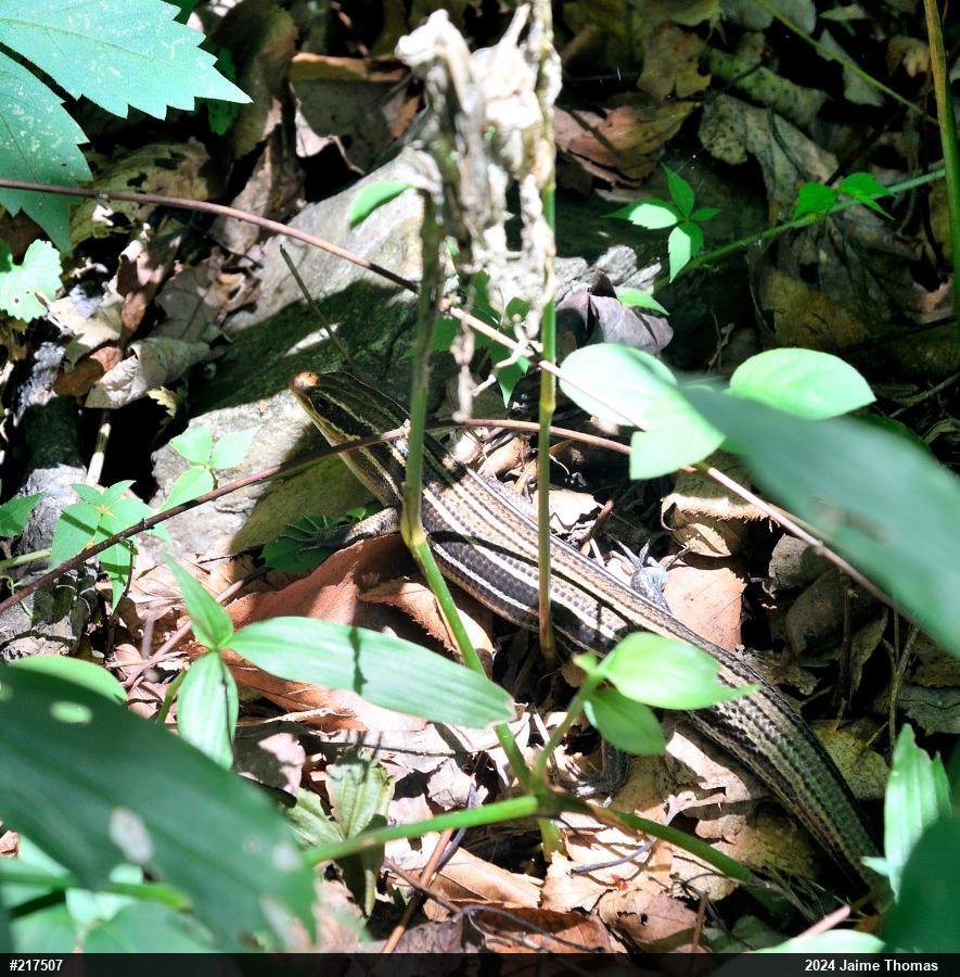Common Five-lined Skink