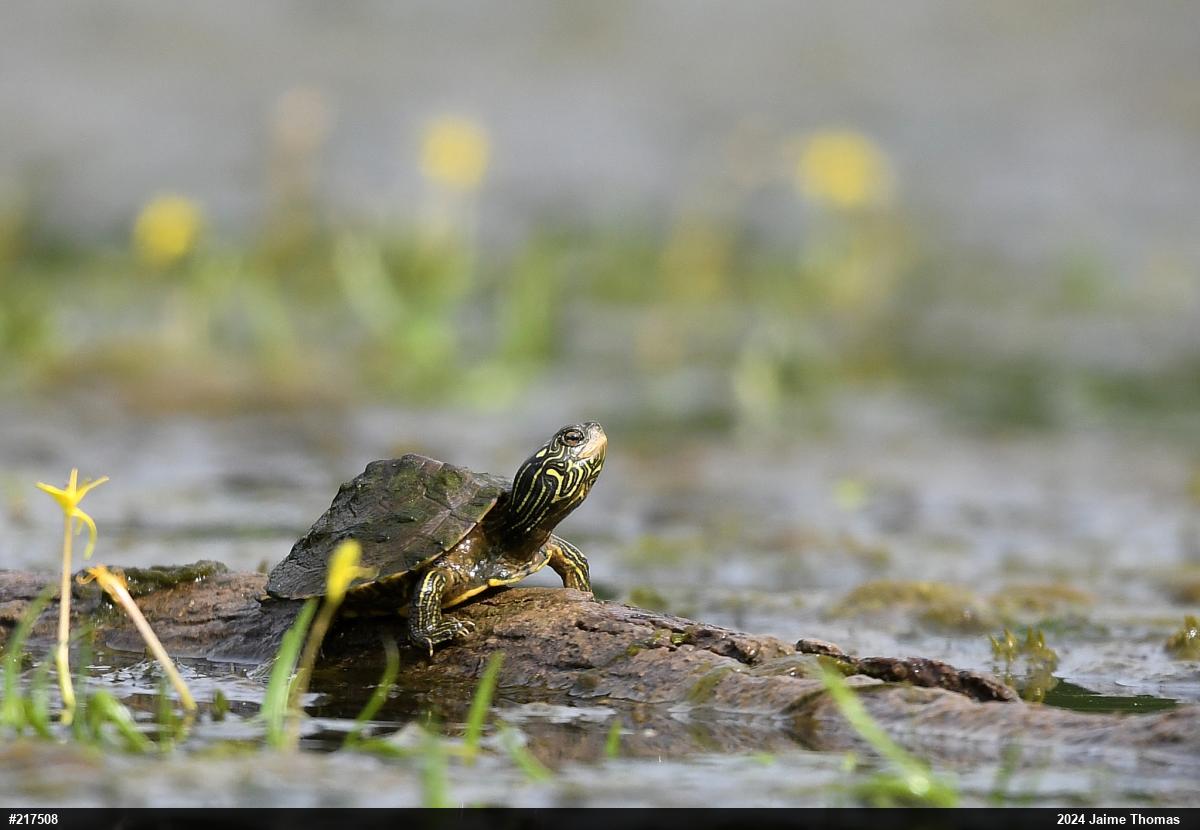Northern Map Turtle