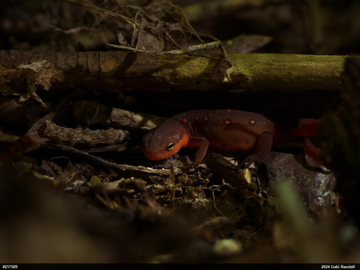 Red-spotted Newt