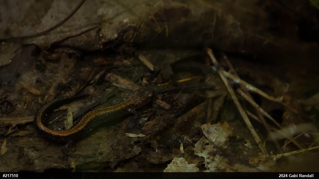 Eastern Red-backed  Salamander