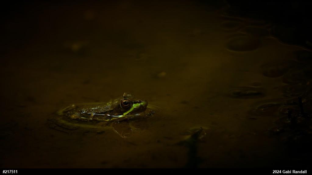 Green Frog