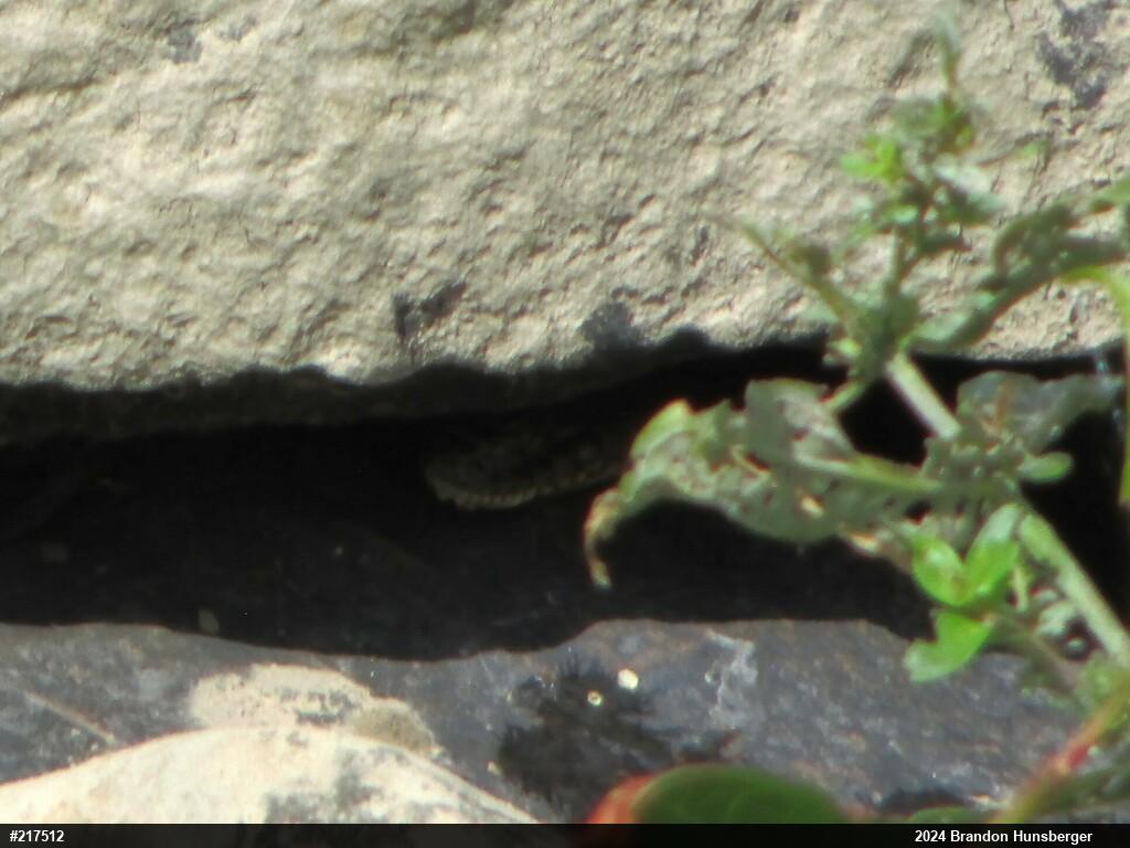 Northern Watersnake