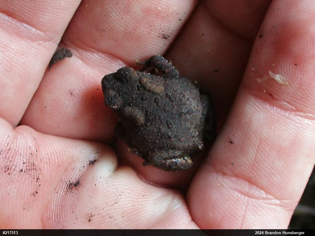 Eastern American Toad