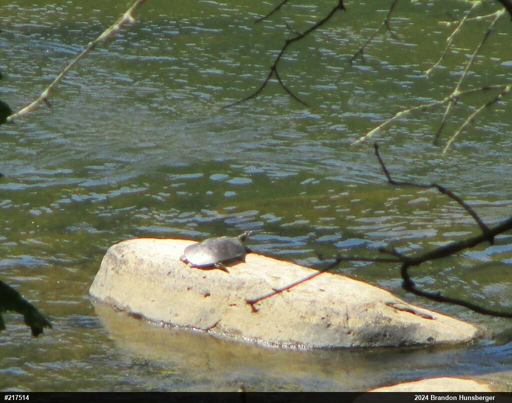 Eastern Spiny Softshell