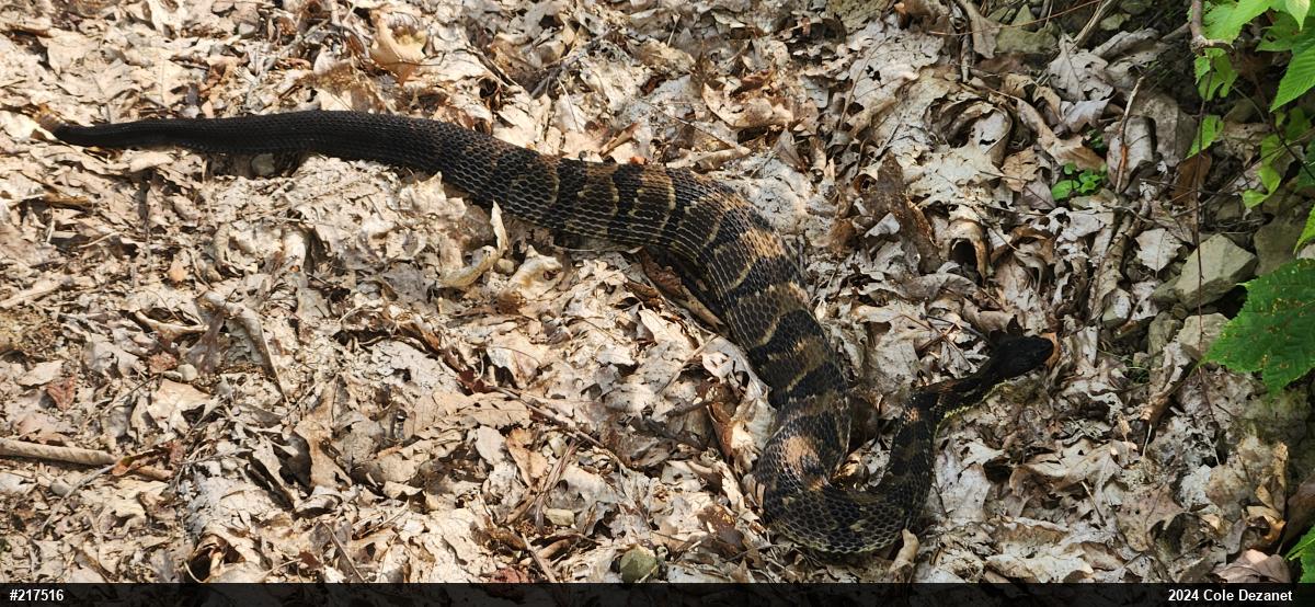 Timber Rattlesnake