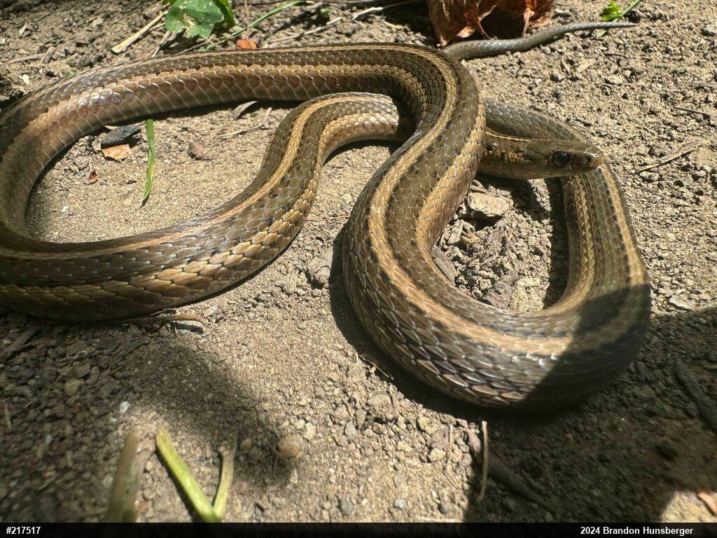 Shorthead Gartersnake
