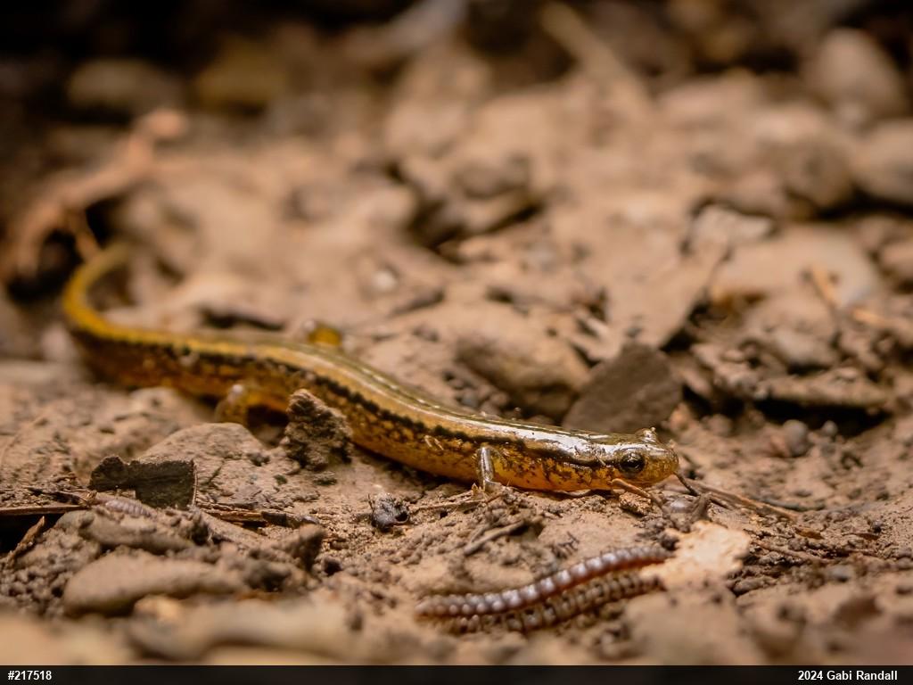 Northern Two-lined Salamander
