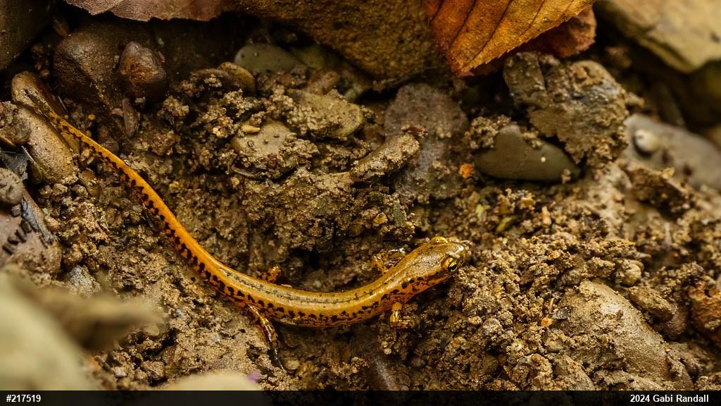 Eastern Long-tailed Salamander